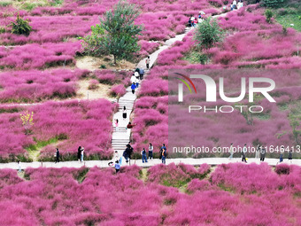 Visitors play in the pink grass at Guishan Park in Zaozhuang, China, on October 6, 2024. (