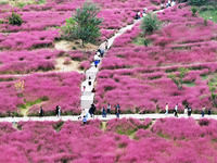 Visitors play in the pink grass at Guishan Park in Zaozhuang, China, on October 6, 2024. (