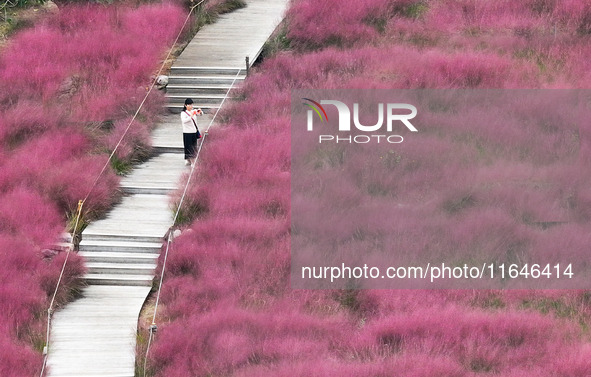 Visitors play in the pink grass at Guishan Park in Zaozhuang, China, on October 6, 2024. 