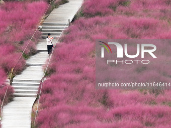 Visitors play in the pink grass at Guishan Park in Zaozhuang, China, on October 6, 2024. (