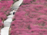 Visitors play in the pink grass at Guishan Park in Zaozhuang, China, on October 6, 2024. (