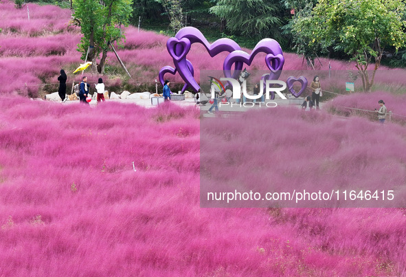 Visitors play in the pink grass at Guishan Park in Zaozhuang, China, on October 6, 2024. 