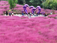 Visitors play in the pink grass at Guishan Park in Zaozhuang, China, on October 6, 2024. (