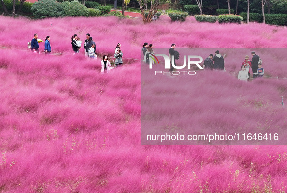 Visitors play in the pink grass at Guishan Park in Zaozhuang, China, on October 6, 2024. 