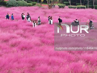 Visitors play in the pink grass at Guishan Park in Zaozhuang, China, on October 6, 2024. (