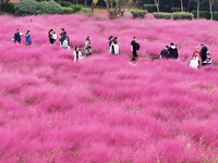 Visitors play in the pink grass at Guishan Park in Zaozhuang, China, on October 6, 2024. (