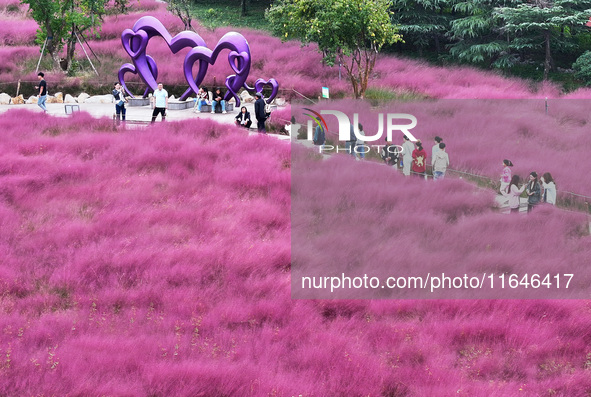 Visitors play in the pink grass at Guishan Park in Zaozhuang, China, on October 6, 2024. 