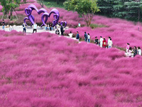 Visitors play in the pink grass at Guishan Park in Zaozhuang, China, on October 6, 2024. (