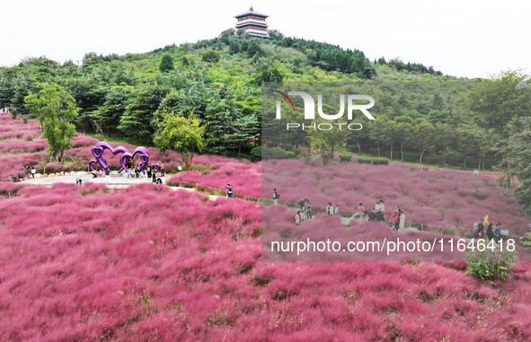 Visitors play in the pink grass at Guishan Park in Zaozhuang, China, on October 6, 2024. 