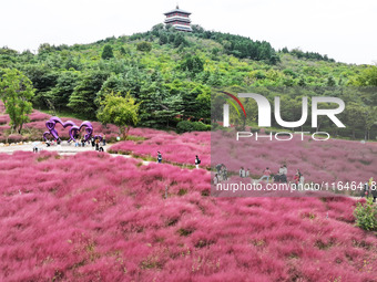 Visitors play in the pink grass at Guishan Park in Zaozhuang, China, on October 6, 2024. (