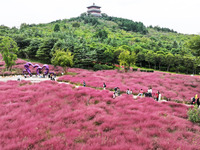 Visitors play in the pink grass at Guishan Park in Zaozhuang, China, on October 6, 2024. (