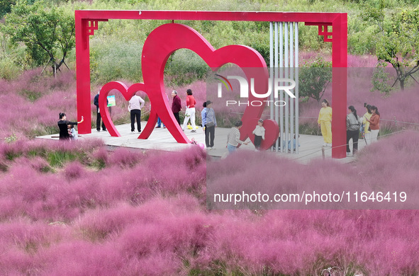 Visitors play in the pink grass at Guishan Park in Zaozhuang, China, on October 6, 2024. 