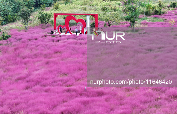 Visitors play in the pink grass at Guishan Park in Zaozhuang, China, on October 6, 2024. 