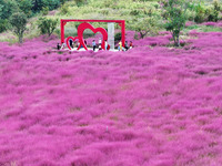 Visitors play in the pink grass at Guishan Park in Zaozhuang, China, on October 6, 2024. (