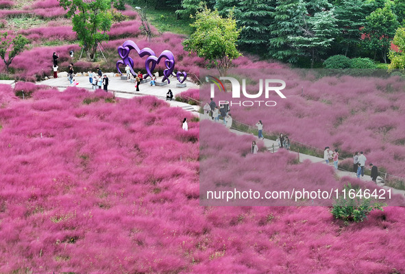 Visitors play in the pink grass at Guishan Park in Zaozhuang, China, on October 6, 2024. 