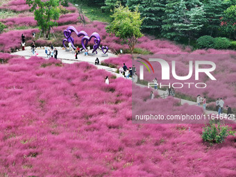 Visitors play in the pink grass at Guishan Park in Zaozhuang, China, on October 6, 2024. (