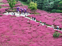 Visitors play in the pink grass at Guishan Park in Zaozhuang, China, on October 6, 2024. (