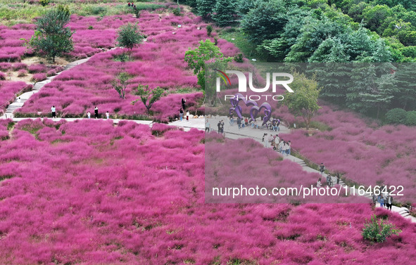 Visitors play in the pink grass at Guishan Park in Zaozhuang, China, on October 6, 2024. 