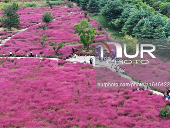 Visitors play in the pink grass at Guishan Park in Zaozhuang, China, on October 6, 2024. (