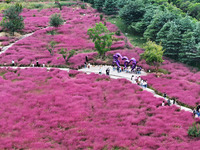 Visitors play in the pink grass at Guishan Park in Zaozhuang, China, on October 6, 2024. (