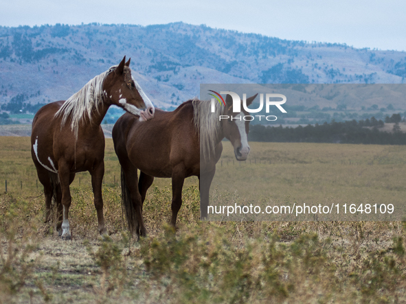 The Black Hills Wild Horse Sanctuary provides a home to America's Wild Mustangs. Over 1,000 animals run free on 11,000 acres of canyons and...