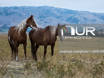 The Black Hills Wild Horse Sanctuary provides a home to America's Wild Mustangs. Over 1,000 animals run free on 11,000 acres of canyons and...