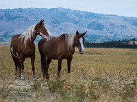 The Black Hills Wild Horse Sanctuary provides a home to America's Wild Mustangs. Over 1,000 animals run free on 11,000 acres of canyons and...