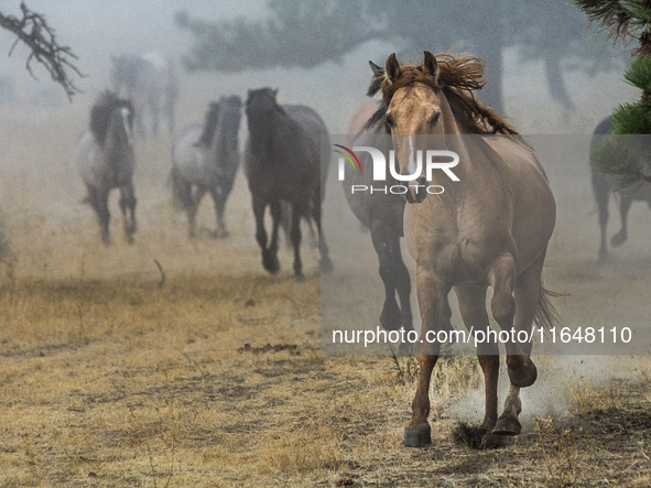 The Black Hills Wild Horse Sanctuary provides a home to America's Wild Mustangs. Over 1,000 animals run free on 11,000 acres of canyons and...