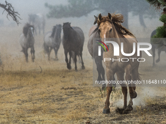 The Black Hills Wild Horse Sanctuary provides a home to America's Wild Mustangs. Over 1,000 animals run free on 11,000 acres of canyons and...