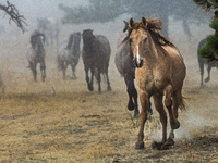 The Black Hills Wild Horse Sanctuary provides a home to America's Wild Mustangs. Over 1,000 animals run free on 11,000 acres of canyons and...