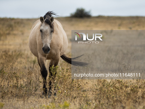 The Black Hills Wild Horse Sanctuary provides a home to America's Wild Mustangs. Over 1,000 animals run free on 11,000 acres of canyons and...