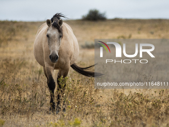 The Black Hills Wild Horse Sanctuary provides a home to America's Wild Mustangs. Over 1,000 animals run free on 11,000 acres of canyons and...