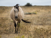 The Black Hills Wild Horse Sanctuary provides a home to America's Wild Mustangs. Over 1,000 animals run free on 11,000 acres of canyons and...