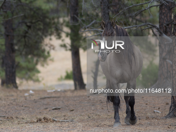 The Black Hills Wild Horse Sanctuary provides a home to America's Wild Mustangs. Over 1,000 animals run free on 11,000 acres of canyons and...