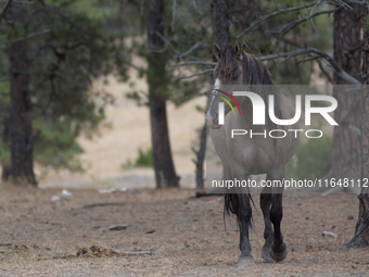 The Black Hills Wild Horse Sanctuary provides a home to America's Wild Mustangs. Over 1,000 animals run free on 11,000 acres of canyons and...