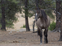 The Black Hills Wild Horse Sanctuary provides a home to America's Wild Mustangs. Over 1,000 animals run free on 11,000 acres of canyons and...