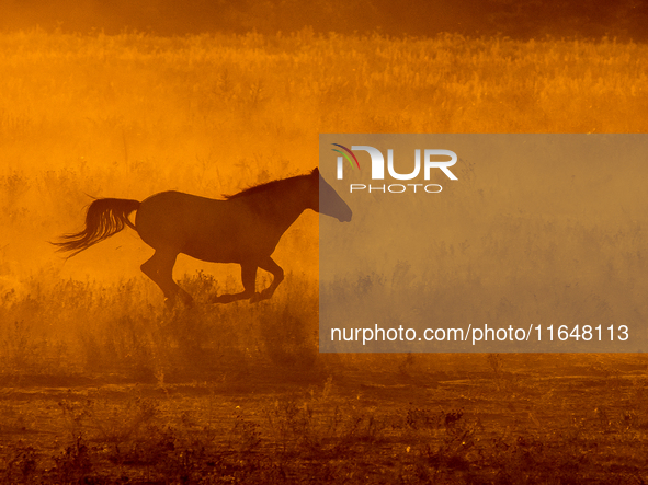 The Black Hills Wild Horse Sanctuary provides a home to America's Wild Mustangs. Over 1,000 animals run free on 11,000 acres of canyons and...