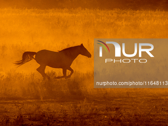 The Black Hills Wild Horse Sanctuary provides a home to America's Wild Mustangs. Over 1,000 animals run free on 11,000 acres of canyons and...