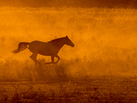 The Black Hills Wild Horse Sanctuary provides a home to America's Wild Mustangs. Over 1,000 animals run free on 11,000 acres of canyons and...