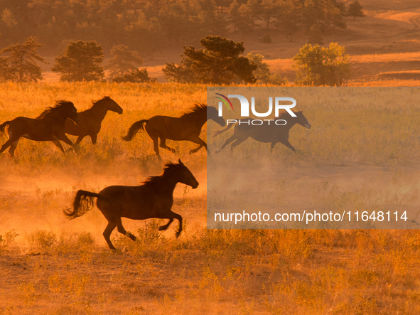 The Black Hills Wild Horse Sanctuary provides a home to America's Wild Mustangs. Over 1,000 animals run free on 11,000 acres of canyons and...