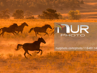 The Black Hills Wild Horse Sanctuary provides a home to America's Wild Mustangs. Over 1,000 animals run free on 11,000 acres of canyons and...