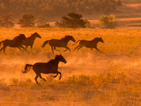 The Black Hills Wild Horse Sanctuary provides a home to America's Wild Mustangs. Over 1,000 animals run free on 11,000 acres of canyons and...