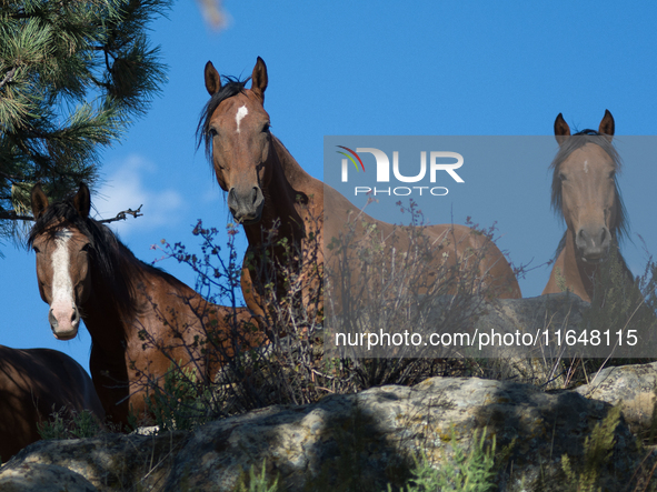 The Black Hills Wild Horse Sanctuary provides a home to America's Wild Mustangs. Over 1,000 animals run free on 11,000 acres of canyons and...