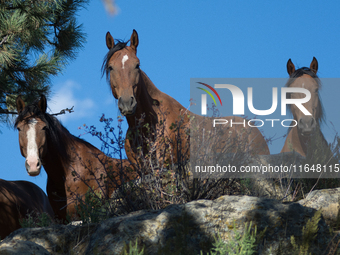 The Black Hills Wild Horse Sanctuary provides a home to America's Wild Mustangs. Over 1,000 animals run free on 11,000 acres of canyons and...