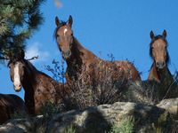 The Black Hills Wild Horse Sanctuary provides a home to America's Wild Mustangs. Over 1,000 animals run free on 11,000 acres of canyons and...