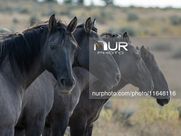 The Black Hills Wild Horse Sanctuary provides a home to America's Wild Mustangs. Over 1,000 animals run free on 11,000 acres of canyons and...