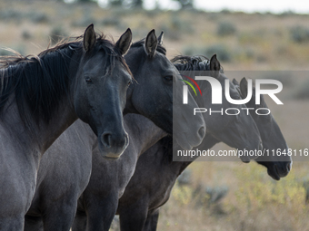 The Black Hills Wild Horse Sanctuary provides a home to America's Wild Mustangs. Over 1,000 animals run free on 11,000 acres of canyons and...