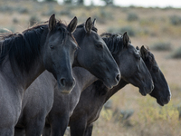 The Black Hills Wild Horse Sanctuary provides a home to America's Wild Mustangs. Over 1,000 animals run free on 11,000 acres of canyons and...