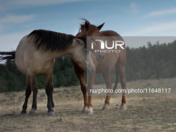 The Black Hills Wild Horse Sanctuary provides a home to America's Wild Mustangs. Over 1,000 animals run free on 11,000 acres of canyons and...