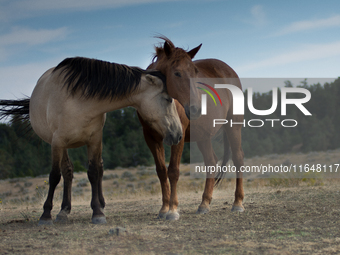 The Black Hills Wild Horse Sanctuary provides a home to America's Wild Mustangs. Over 1,000 animals run free on 11,000 acres of canyons and...